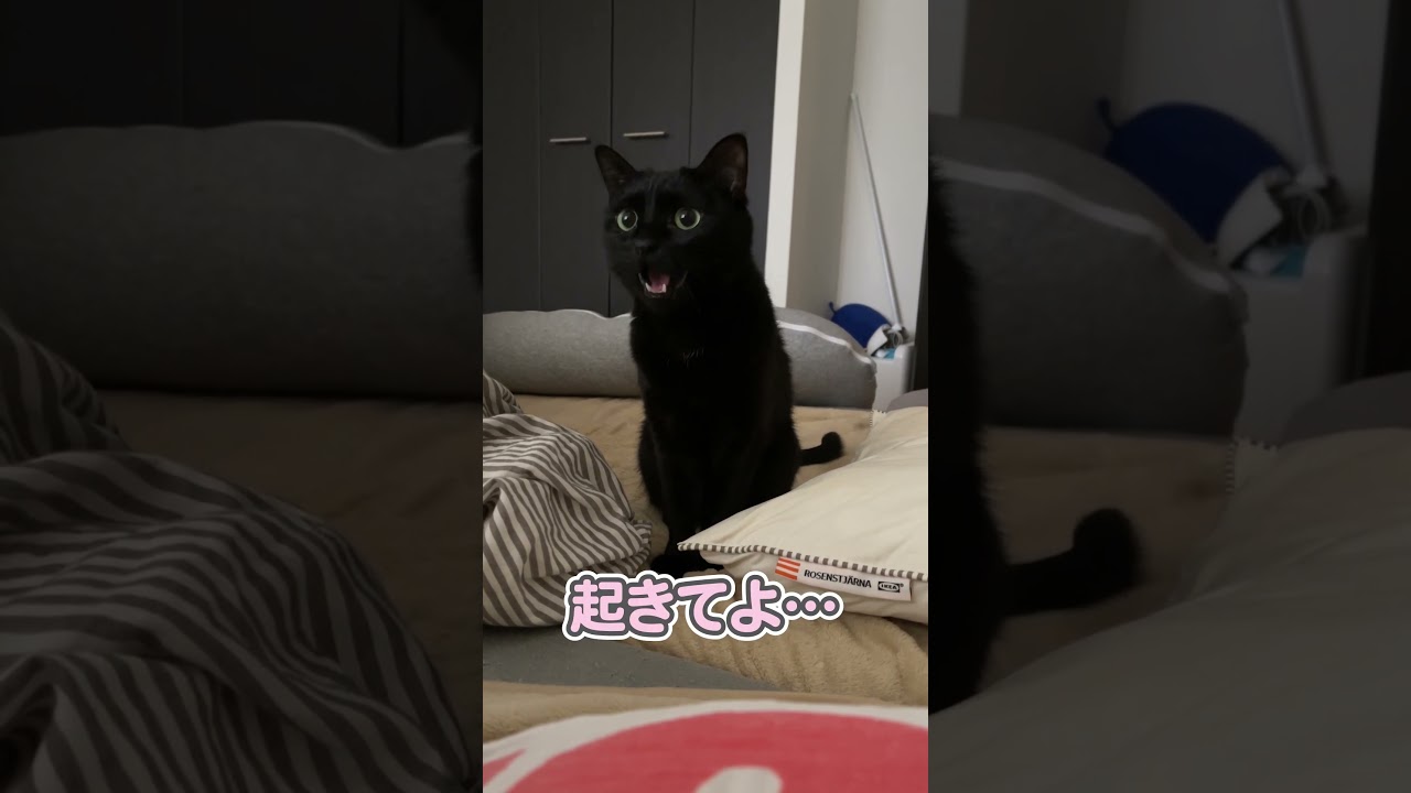 「朝だよ〜！」としっかり起こしてくれる猫