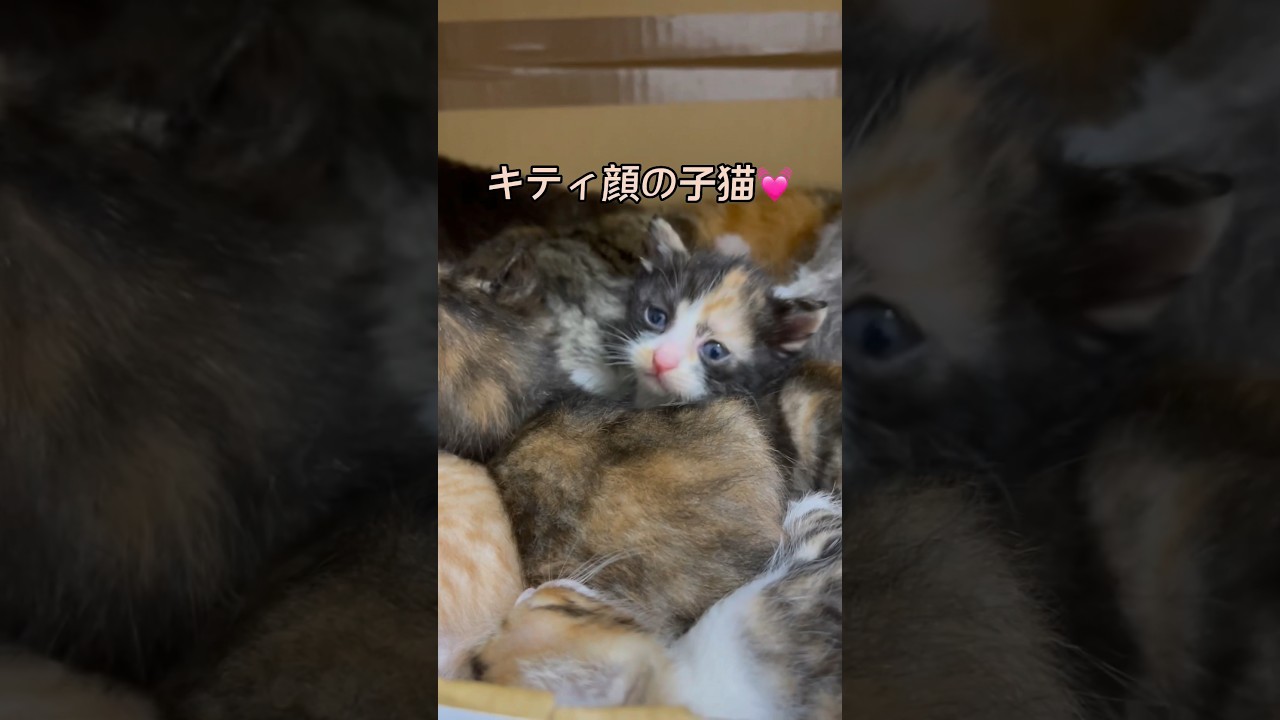 キティ顔の子猫が可愛い。 / cute kitten eyes open #shorts
