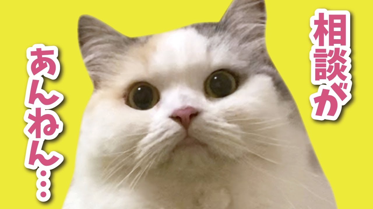 つくしからみなさんにご相談があります【関西弁でしゃべる猫】