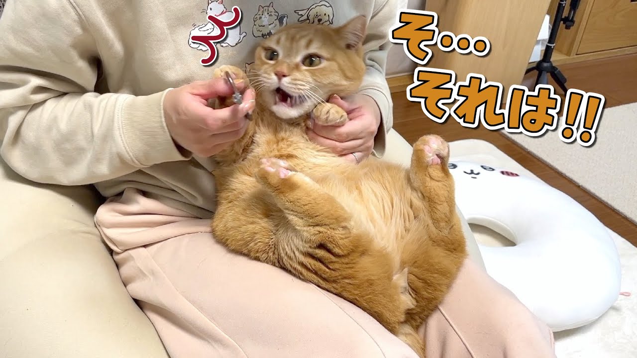 ご機嫌で甘えていた猫の態度が一変しちゃいましたw