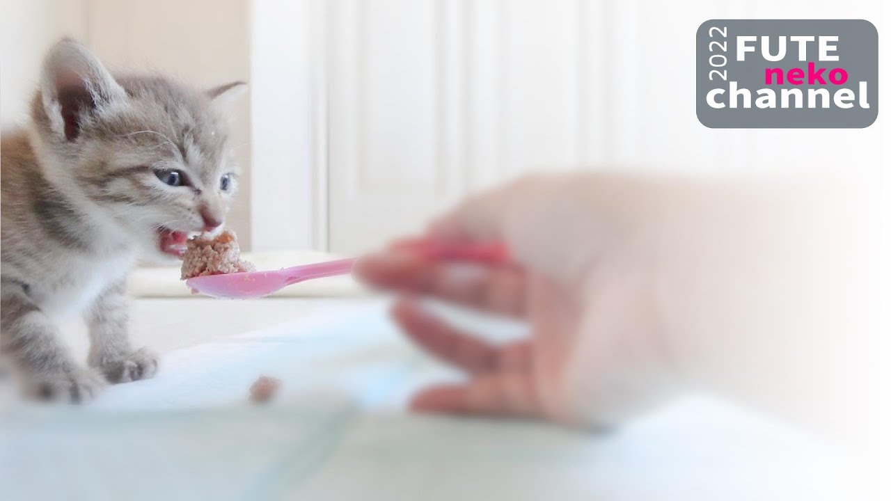 悲報 乳首に穴が開いてしまいミルクが飲めなくなってしまいました【保護子猫】