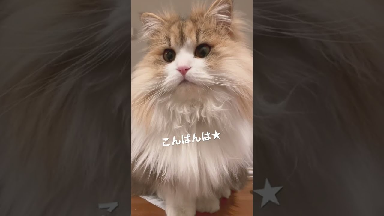 猫ちゃんのあくび♪おやすみなさい♪