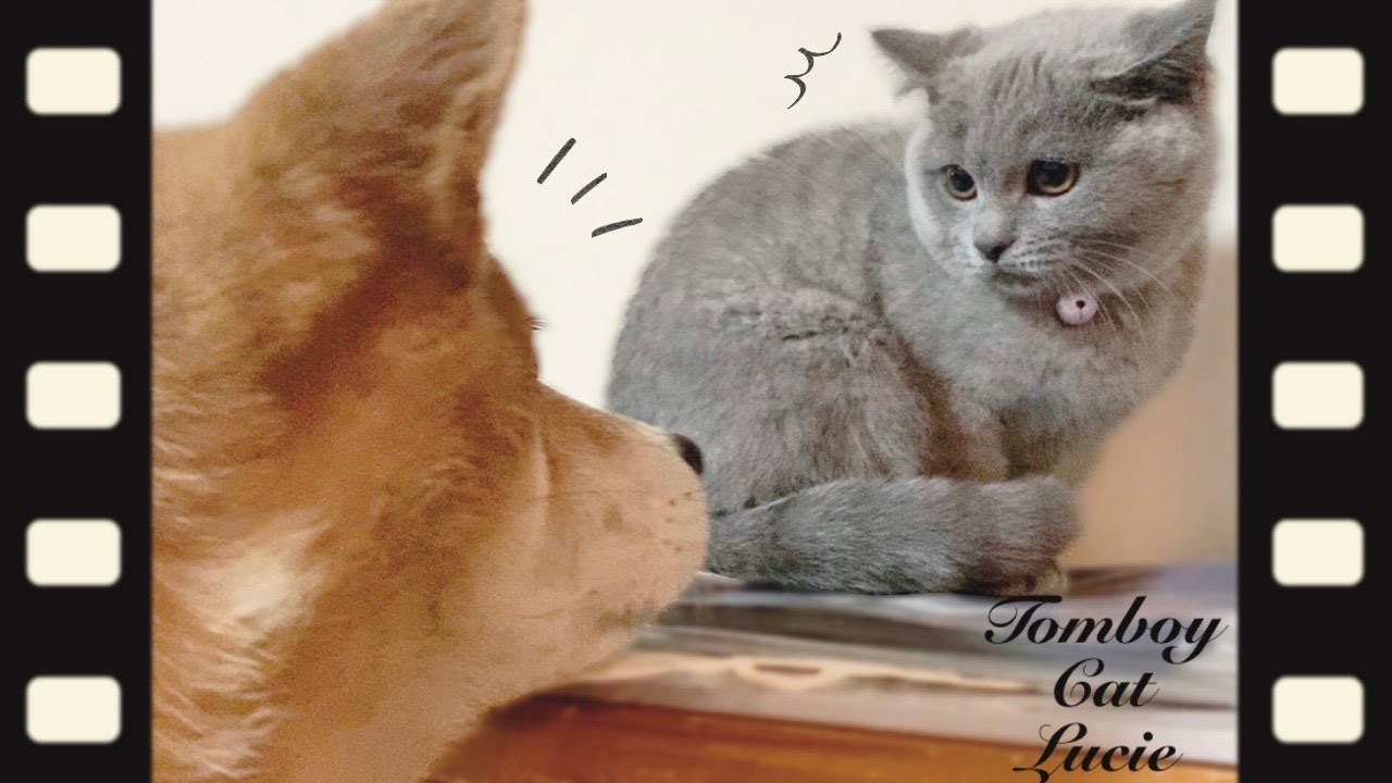 シャルトリューの子猫が実家の柴犬と初対面したら、まさかの結果に……