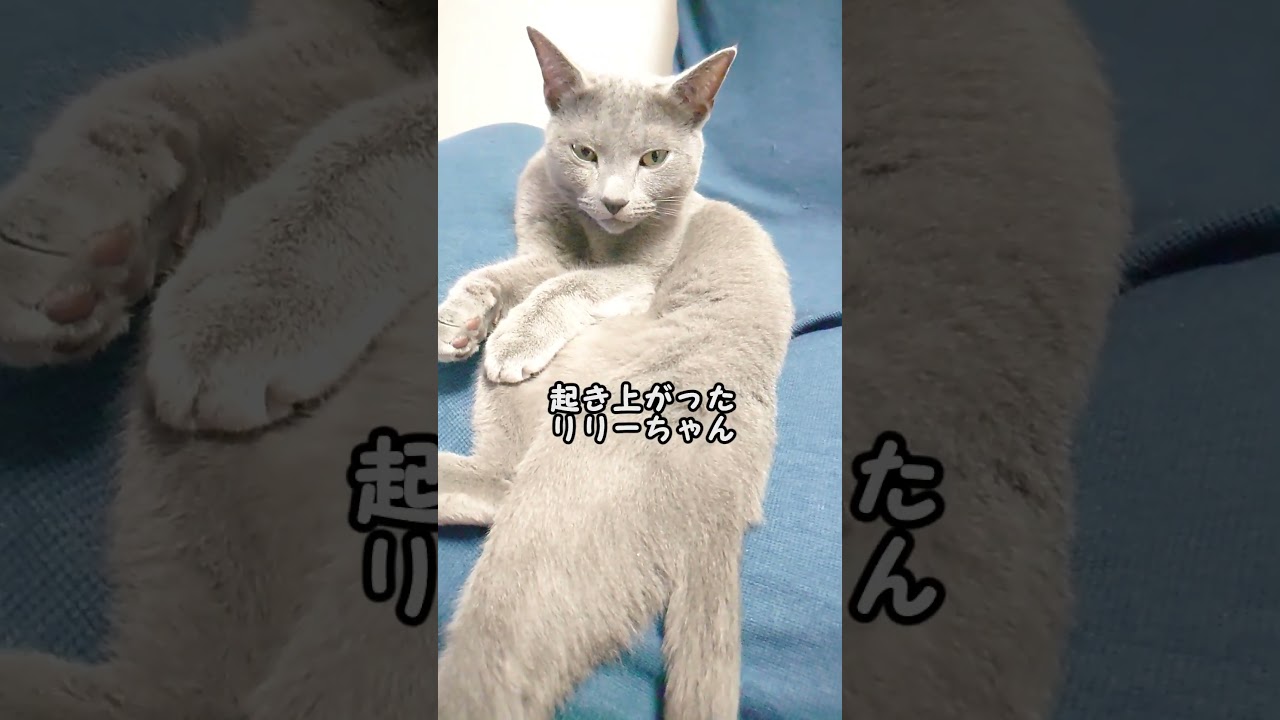 【猫動画】面白い格好を披露してくれるロシアンブルー【russianbule】#shorts　Russian blue that shows off an interesting look