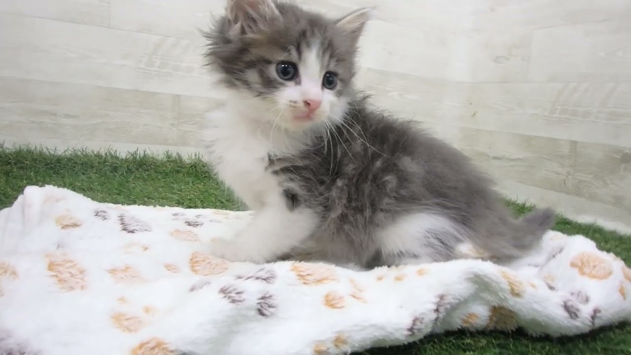 ペットショップcoo&riku No.00633259 ノルウェージャン・フォレストキャット