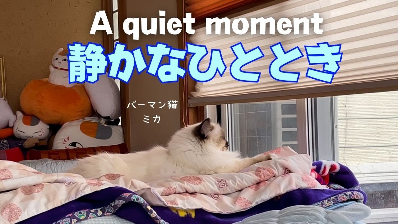 バーマン猫ミカとラフとガブ【静かなひととき】A quiet moment（バーマン猫）Birman/Cat