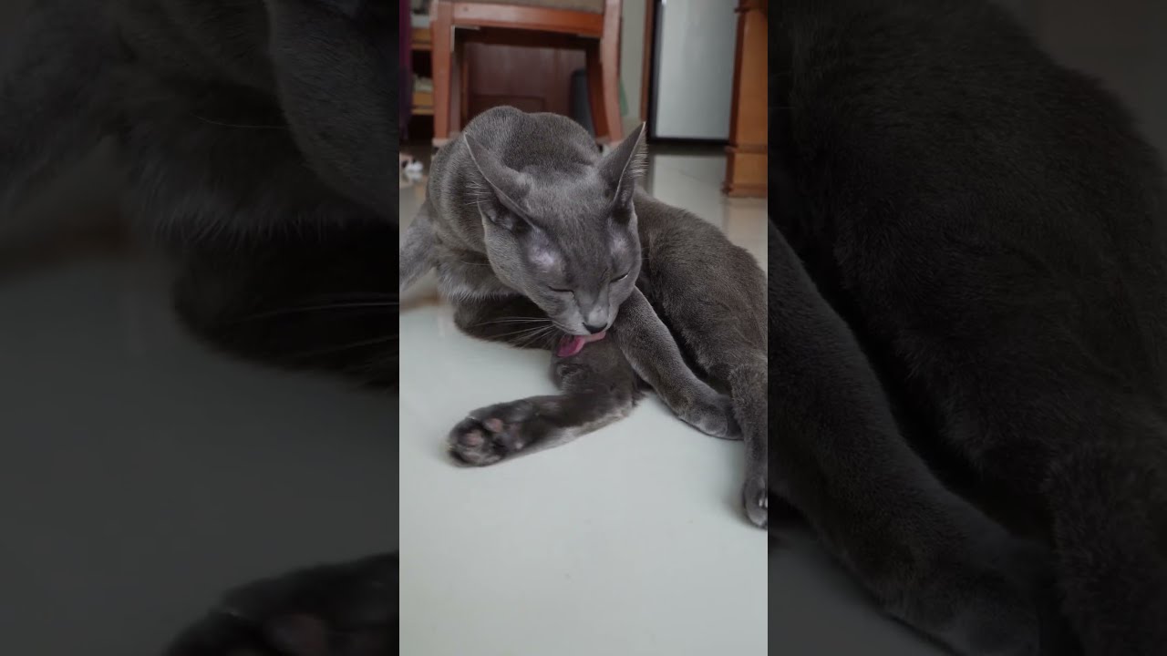 音楽のリズムにのる猫タミ #shorts