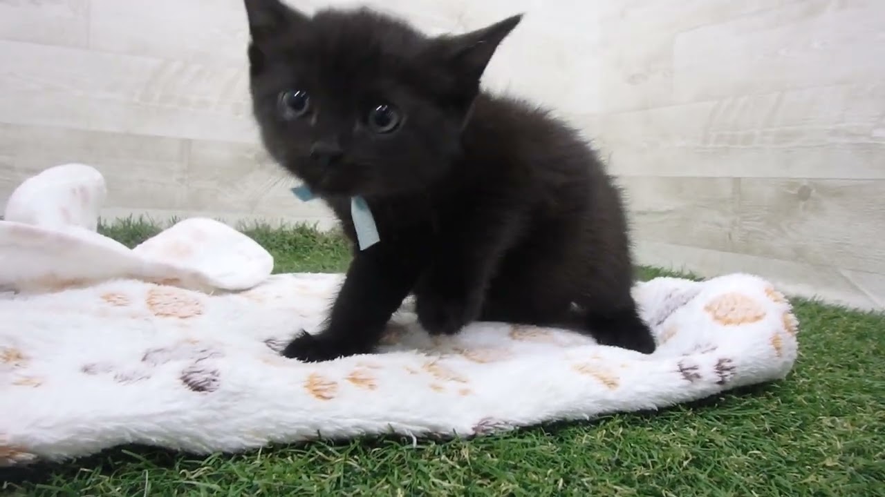 Coo&RIKU　No00633249 ボンベイ