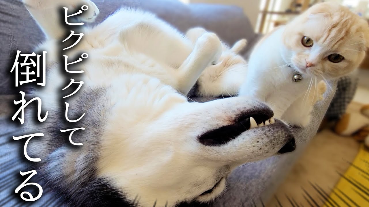 ソファーで犬がピクピク倒れているのを発見した子猫の対応に驚きました