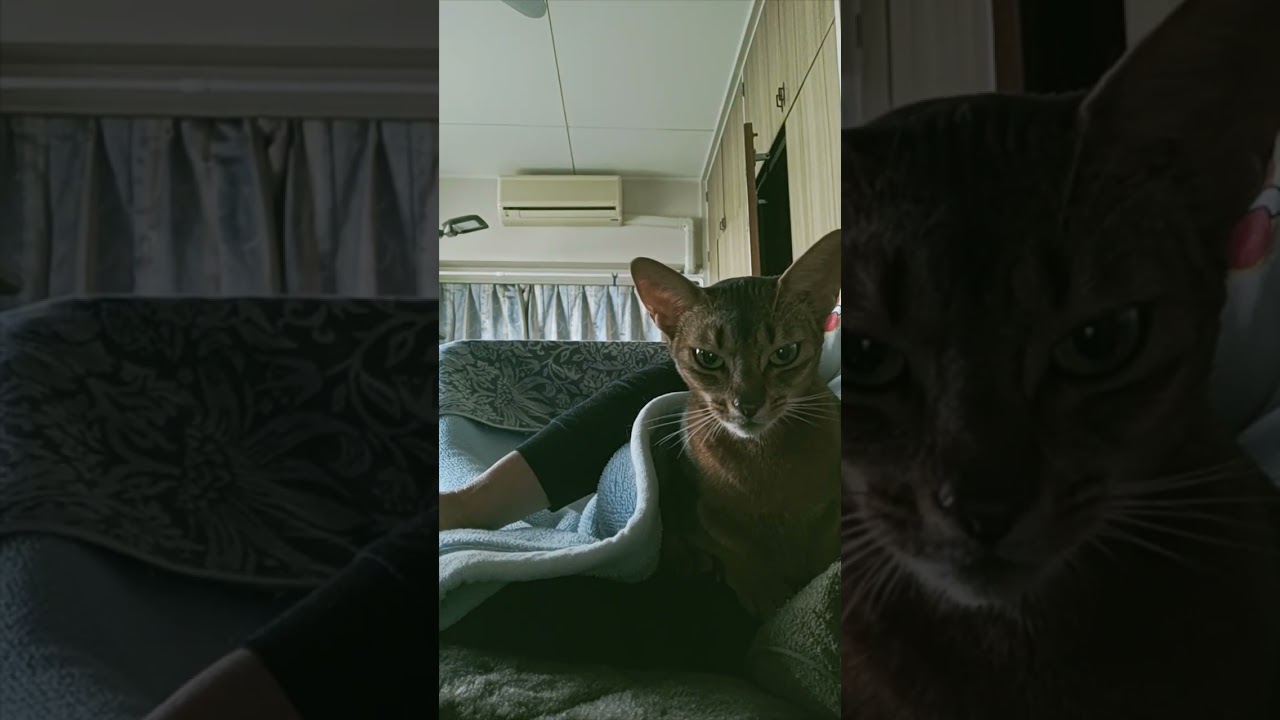 ネコ動画あび#750　#shorts　あびの毎日　アビシニアン　あびブログ