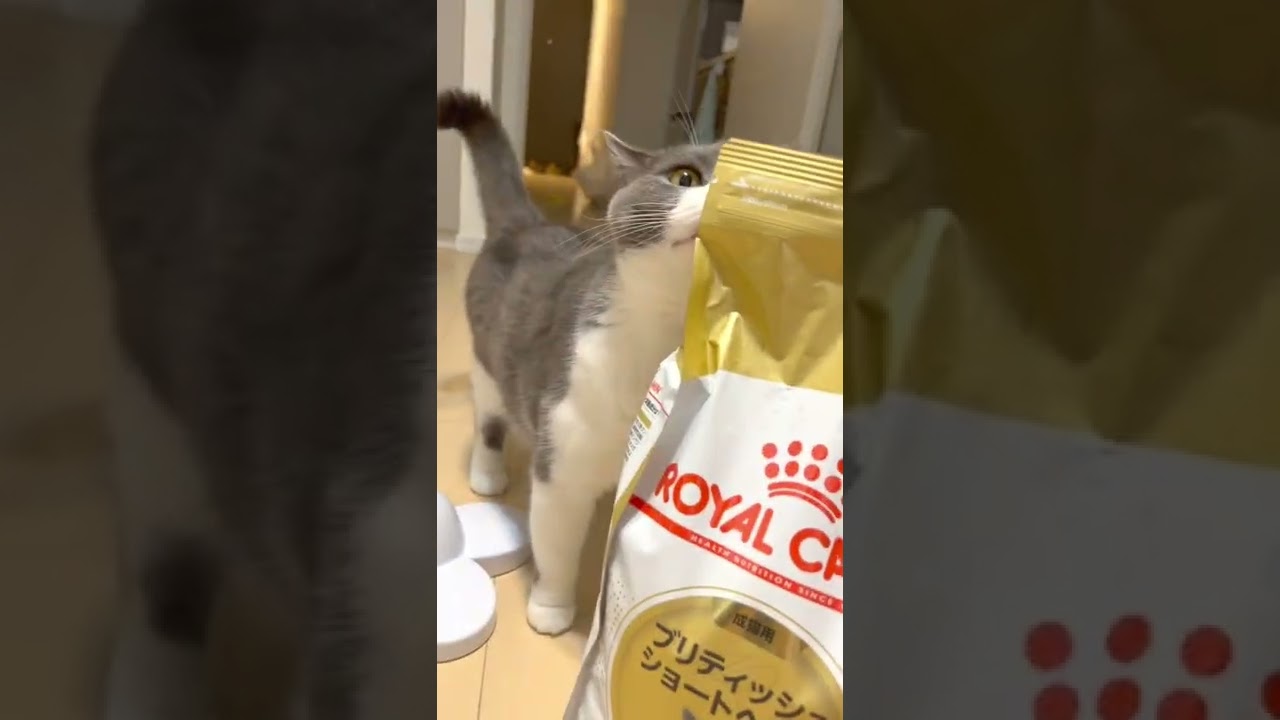 #shorts 🐯ご飯を紹介するにゃ🍽✨ 猫 #cat #ブリティッシュショートヘア #britishshorthair #現場猫 #ハチワレ #猫の日常 #猫のいる暮らし #猫のごはん