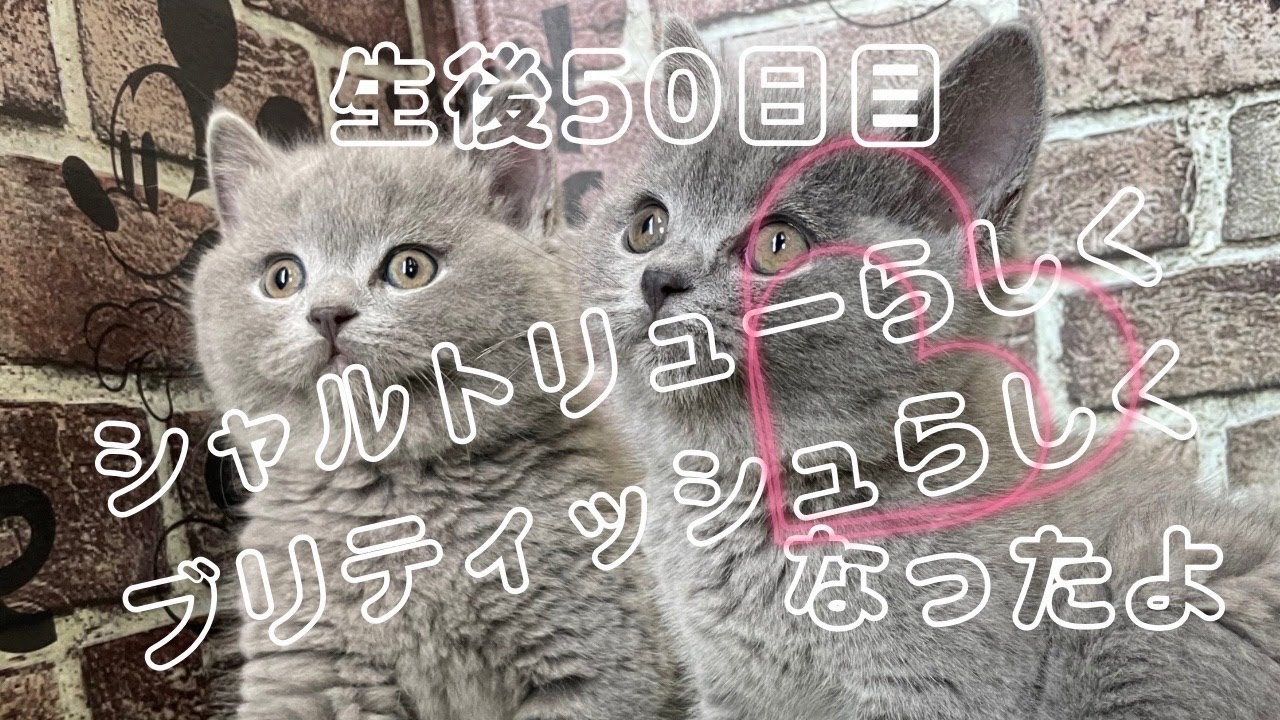 【子猫50日になりました】シャルトリューとブリティッシュショートヘアを掛け合わせた子猫