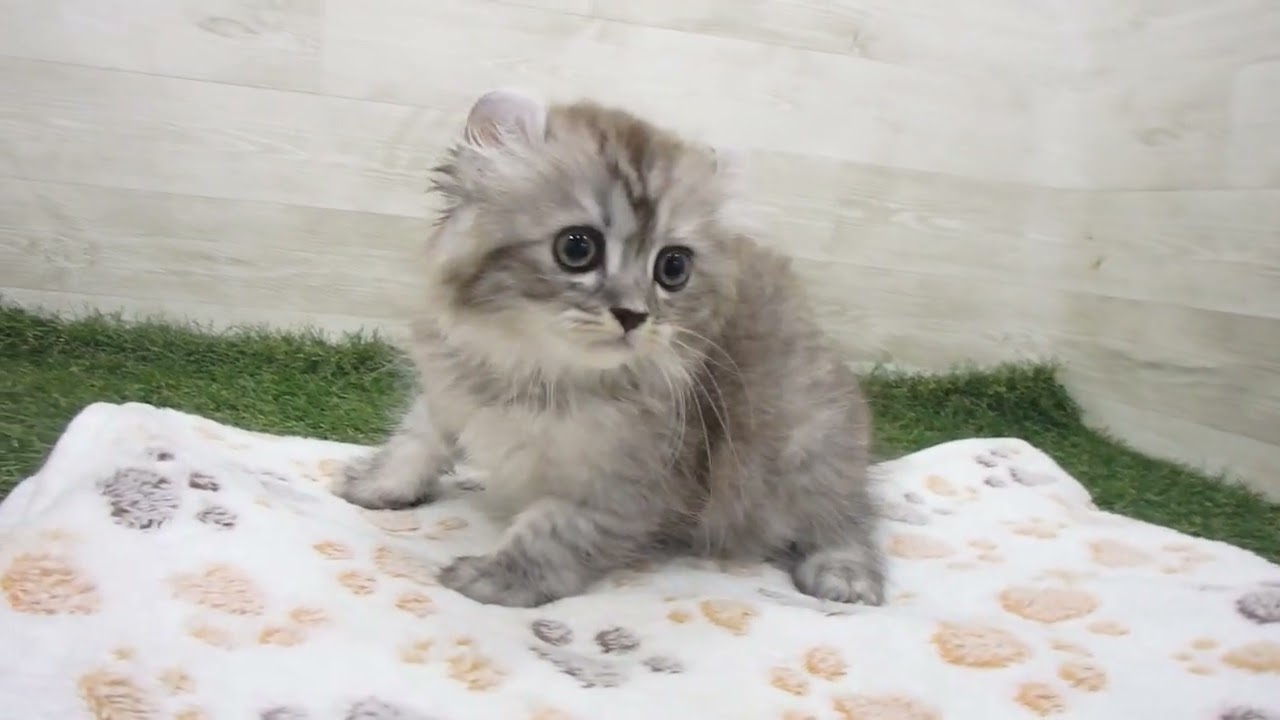 Coo&RIKU　No00633246 アメリカンカール