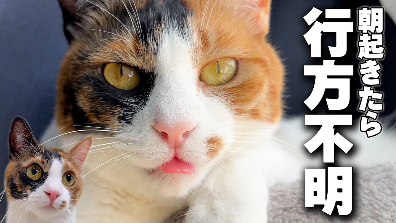 朝起きたらベルちゃんが行方不明になっていました。心配した兄猫たちと家中探し回った結果まさかの場所に…