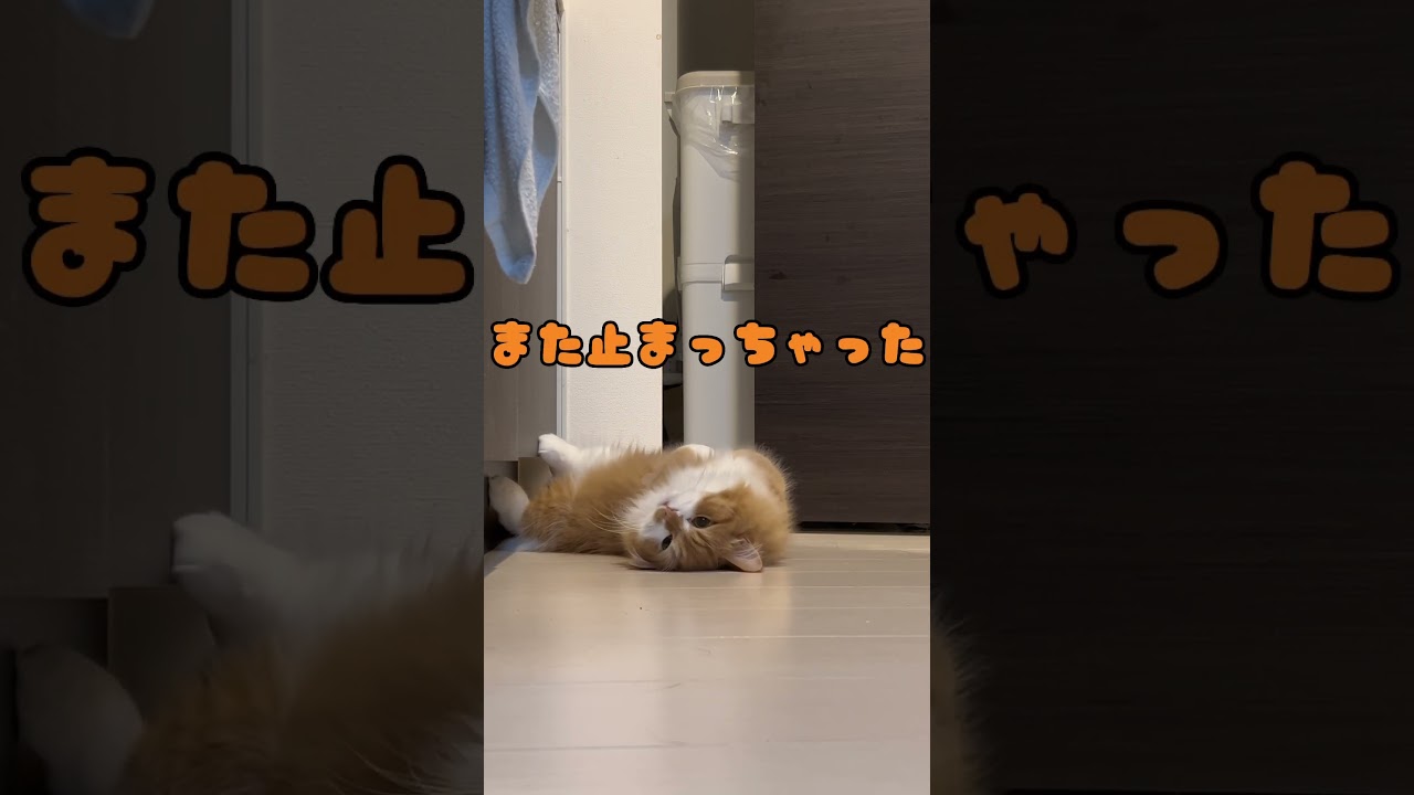 寝返りをうつ猫 A cat that turns over #shorts #猫 #マンチカン #短足マンチカン #cat #munchkin