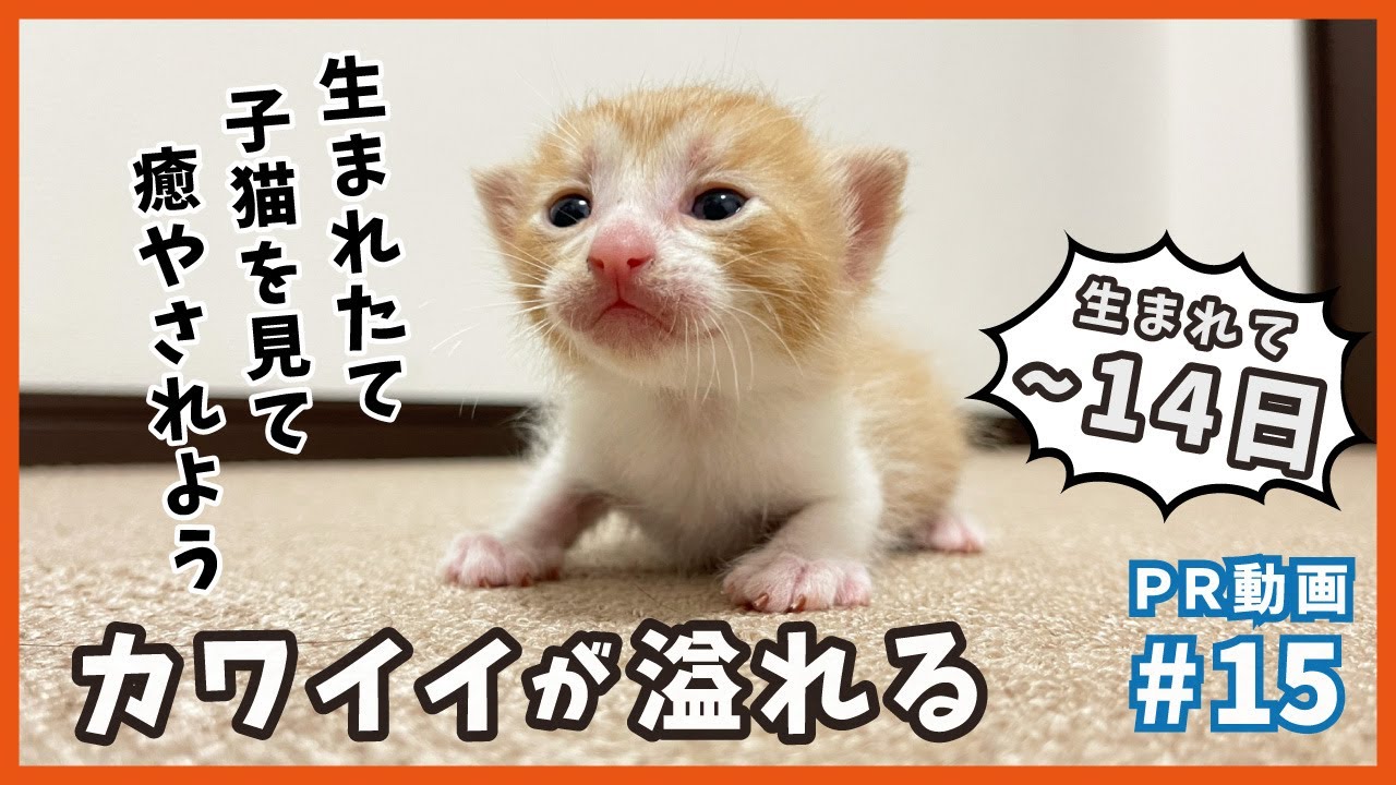 野良猫が生んだ、癒し系男子の子猫に癒やされて下さい。【PR・梅家編2】