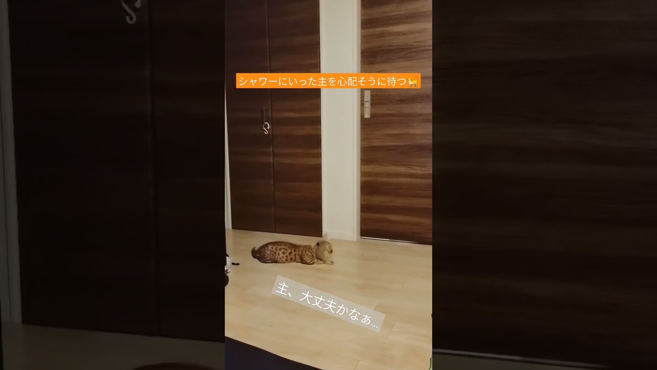 シャワーに行ってしまった主を心配そうに待期する心優しいコモドン【コモドンの観察日記】 #子猫 #キンカロー