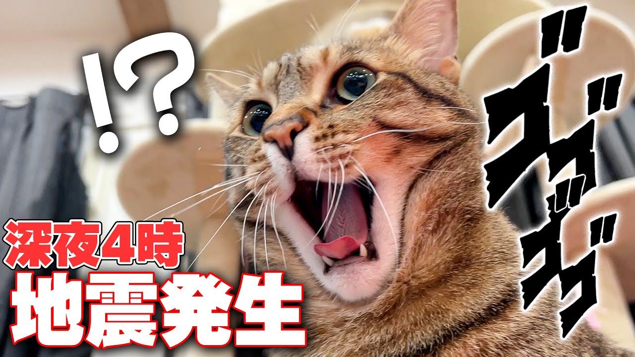 早朝4時に震度５強の地震発生… 爆睡していた猫たちの様子が。。。