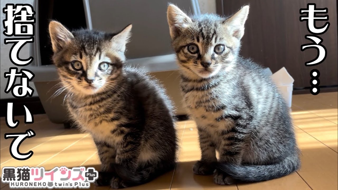 土砂降りの寒い日に捨てられた子猫を幸せにする決意