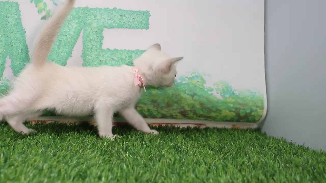 Coo&RIKU　No632308　トンキニーズ