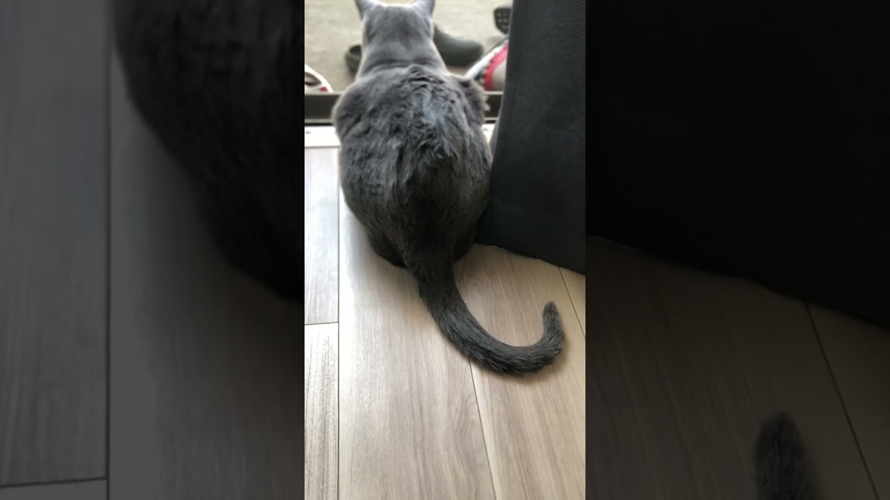 しっぽ　#猫がいる幸せ  #猫　#ねこ  #cat　#ロシアンブルー　　#russianblue #猫の居る暮らし　#CatsOnTwitter