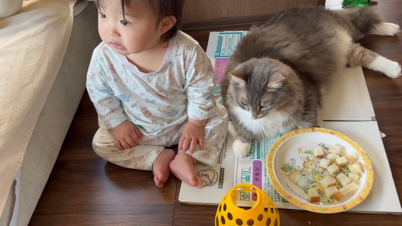 赤ちゃんのよちよち歩きの先でくつろぐ猫　ノルウェージャンフォレストキャット　A cat standing where a baby walks