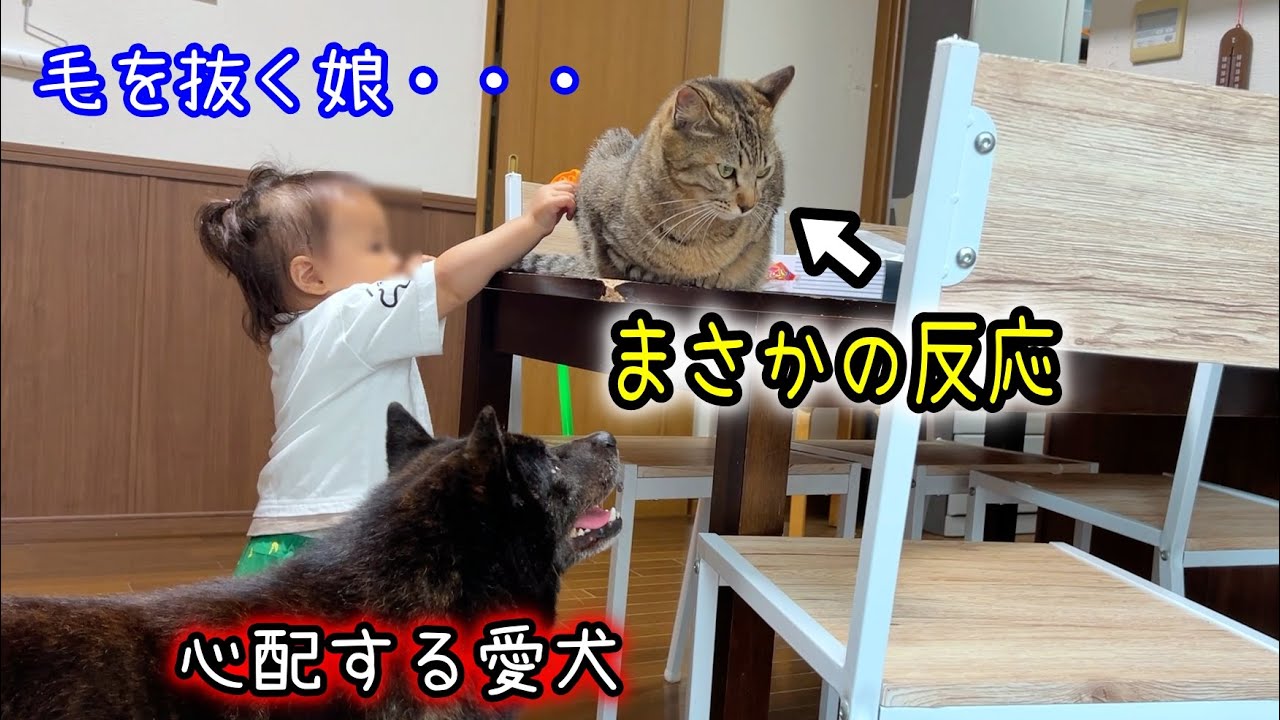 娘が猫の毛を抜いたら、予想外の行動に・・・【甲斐犬一休と猫のしずく】