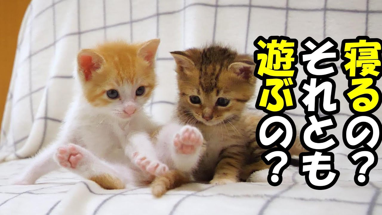 ふたりボッチの子猫が食後に究極の選択を？【赤ちゃん猫　保護猫】