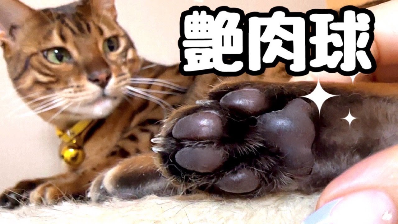 お疲れの方全員このツヤツヤ肉球押すと疲れが取れる説