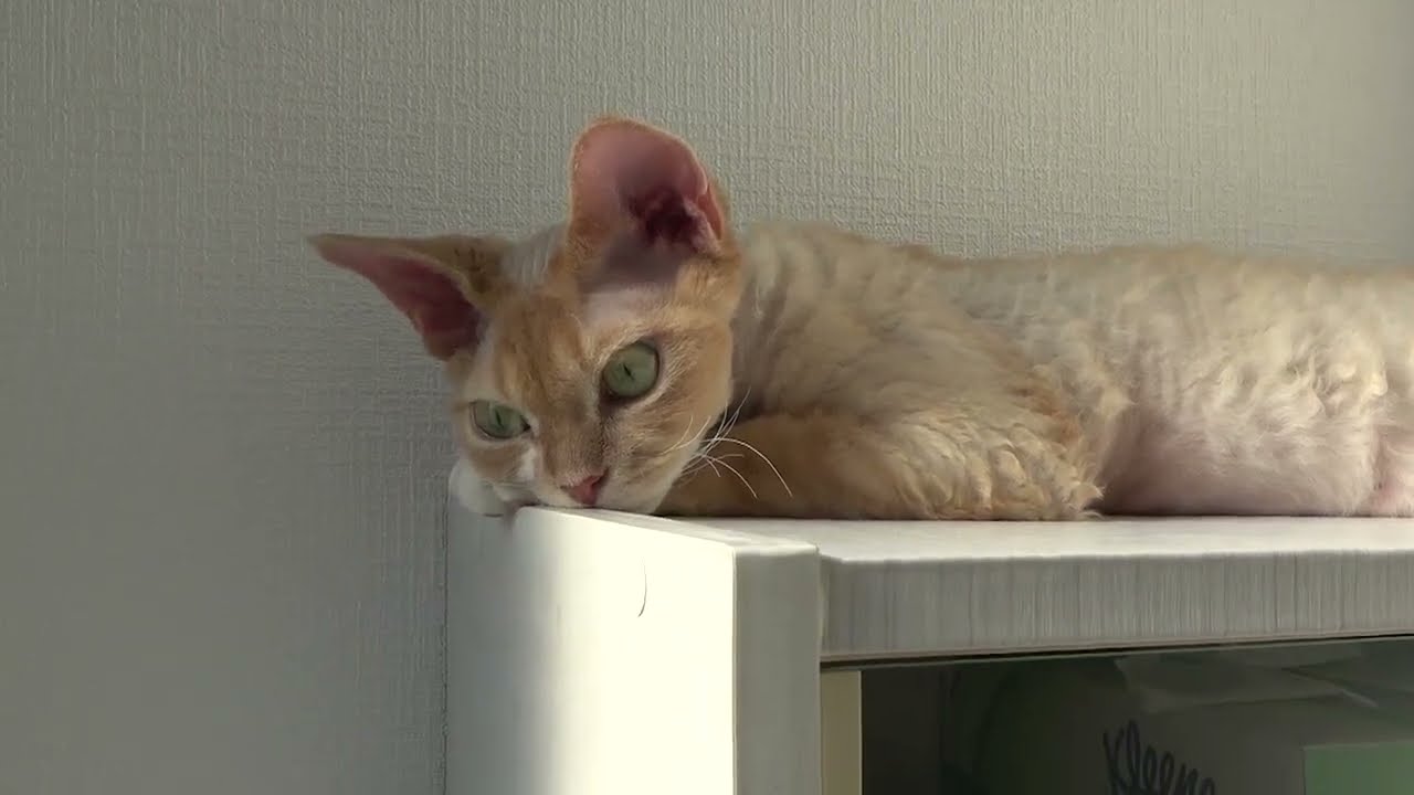 朝食後に屋上でのんびりするデボンレックス猫です(Devon Rex cat having a rest after breakfast)
