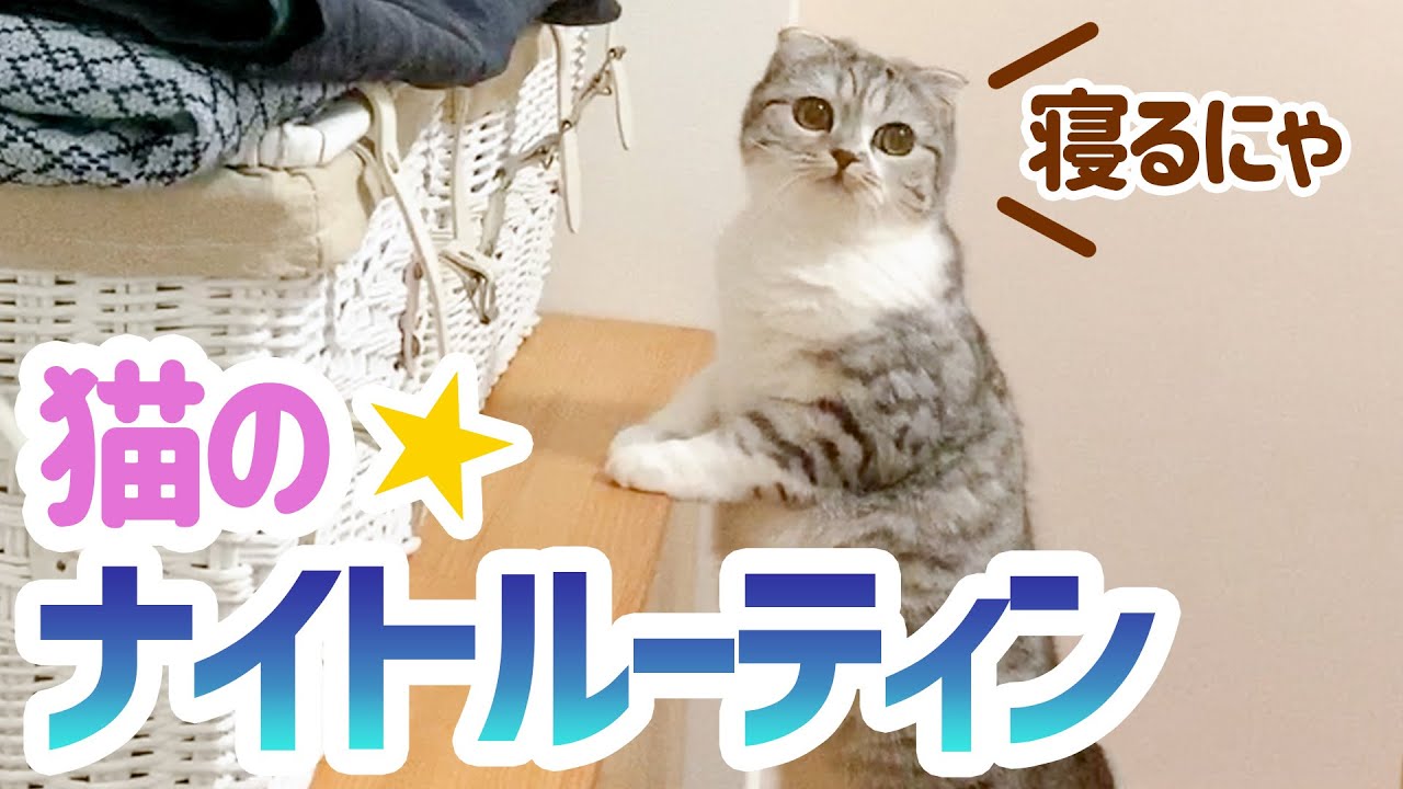 ツンデレ猫のナイトルーティーン［スコティッシュフォールド・ぐう］