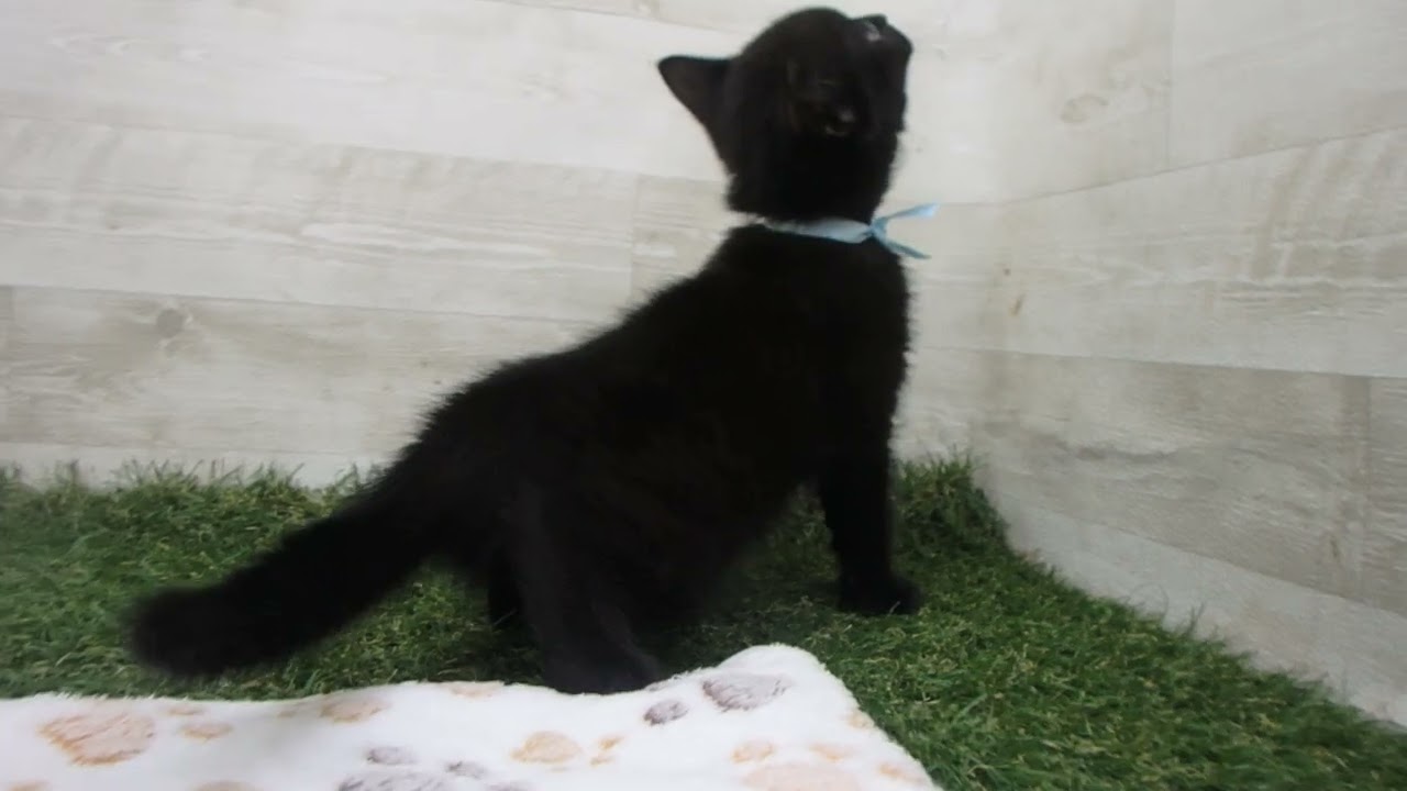 Coo&RIKU　No00633248 ボンベイ