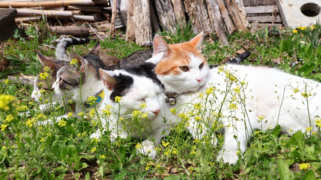 イヌナズナと猫　230510