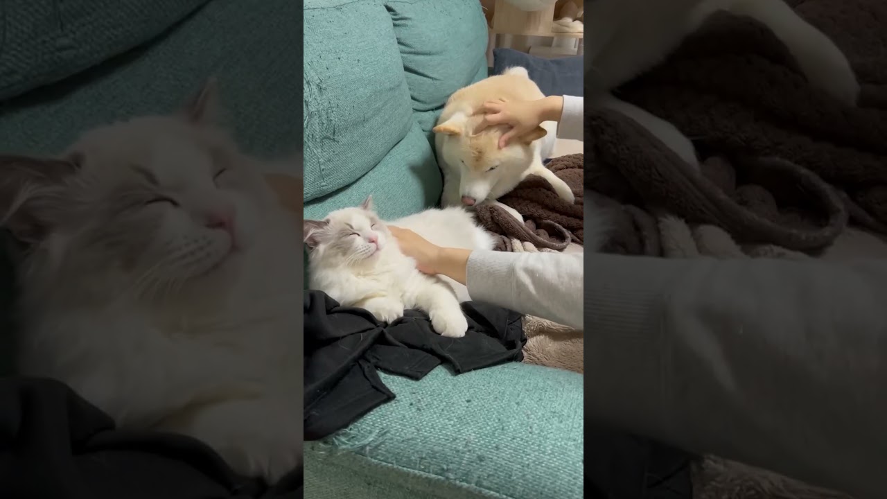 ダブルなでなで　#猫 #ラグドール #柴犬 #siba