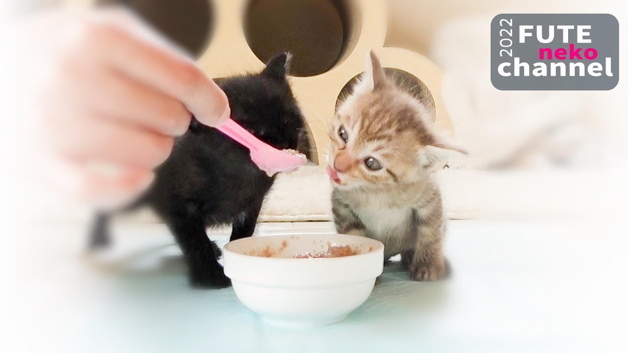 はじめての離乳食【保護子猫】