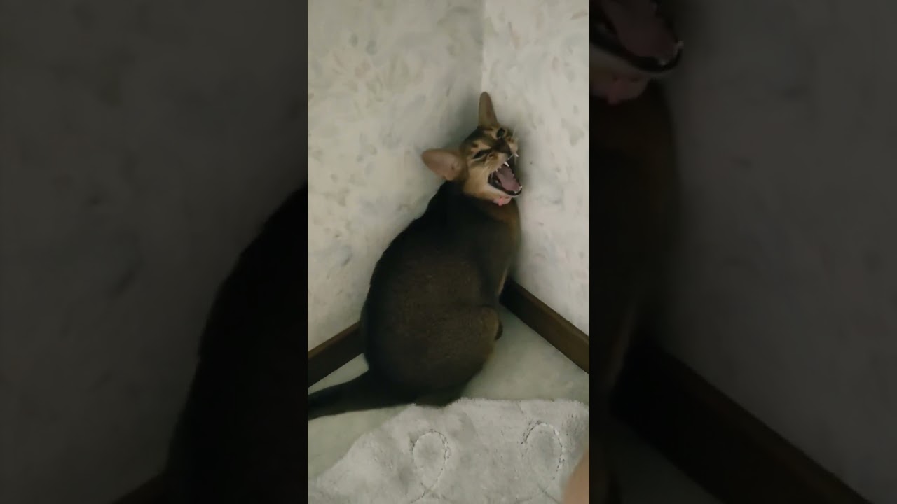 ネコ動画あび#857　#shorts　あびの毎日　アビシニアン　あびブログ