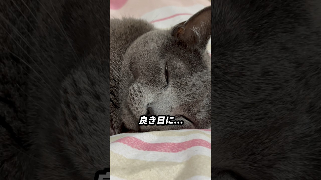 【ロシアンブルー】夜中目が覚めるとめろん...こんな風に寝ていました😊【猫】#shorts