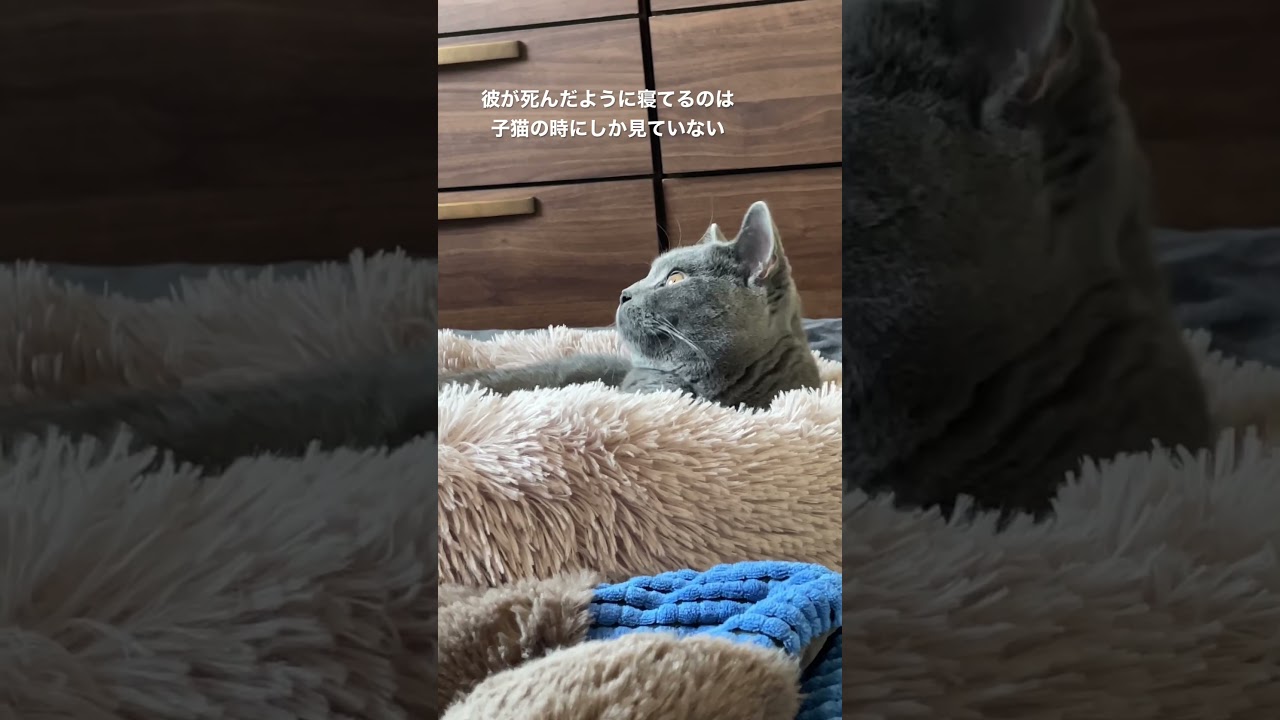 不眠症気味な猫#short #cat #ブリティッシュショートヘア #britishshorthair #猫動画