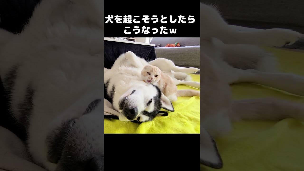 寝ぼけて犬を起こそうとした猫がこうなった...笑 #猫 #cat