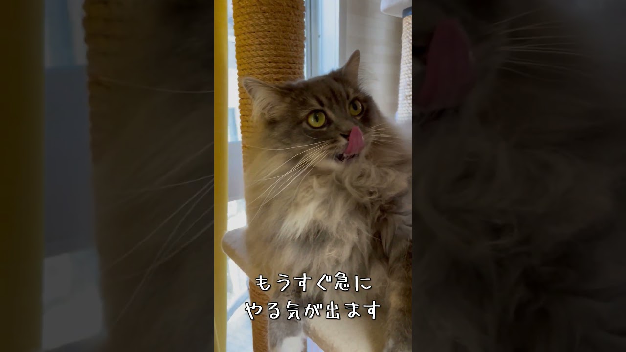 サイベリアン猫日記【2023.04.27その2】1歳10ヶ月 #siberiancat