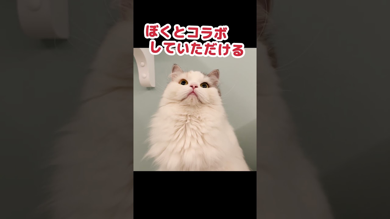 コラボして頂ける方を募集します #Shorts