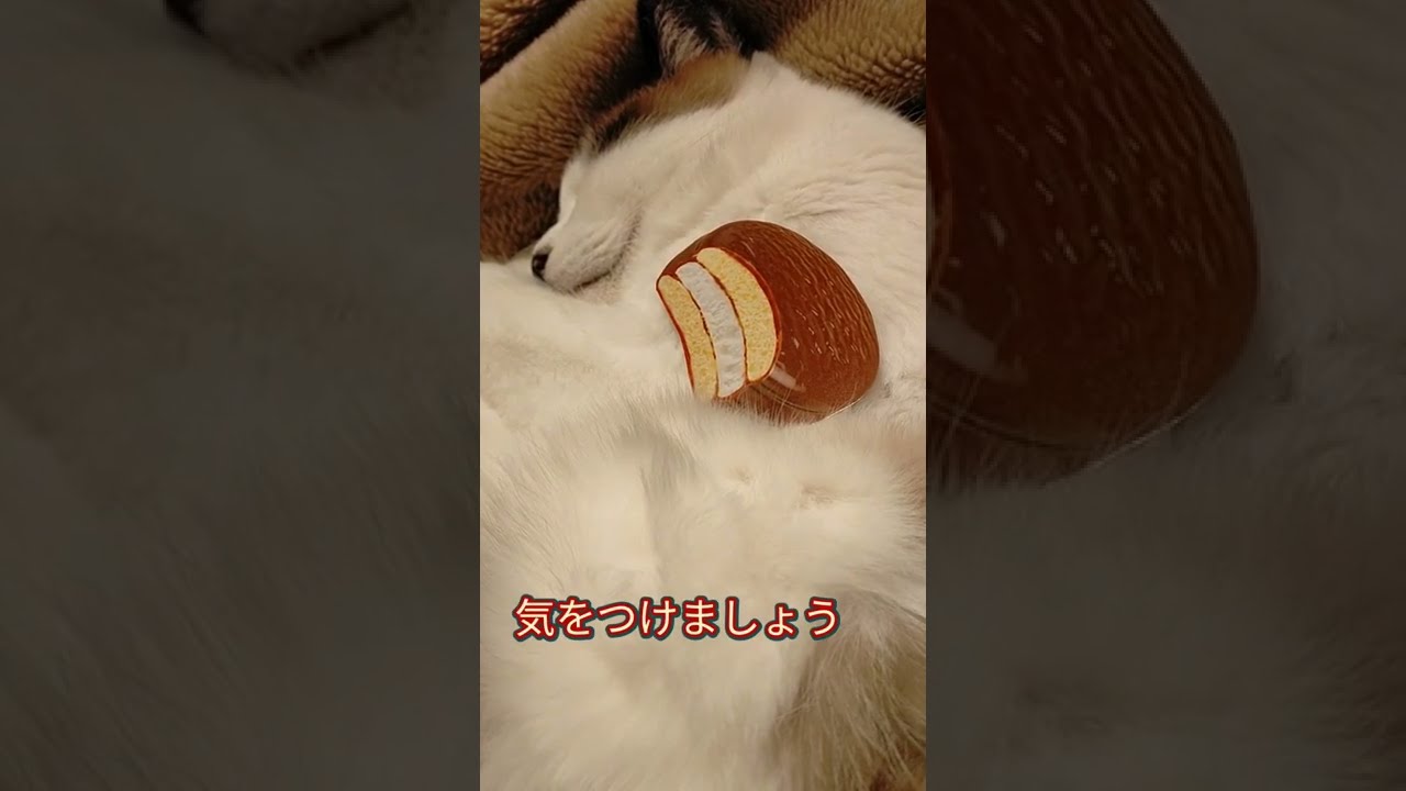 ドッキリ!!うちのねこがチョコパイ食べちゃった⁉🙀🍫 #shorts #シャム猫 #シャム猫ミックス