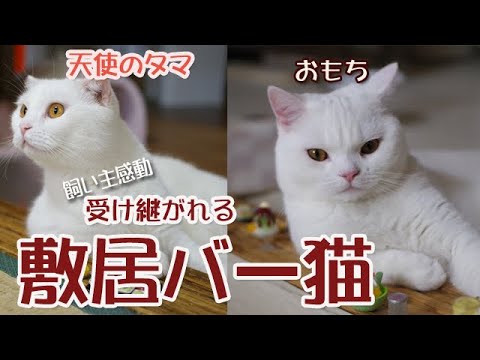 【感動】受け継がれる敷居バーに座る猫　スコティッシュフォールド