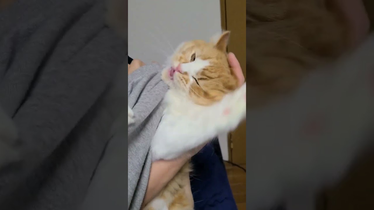 【ラガマフィン】目やに取ろうとしたら飼い主の手で遊び始める猫！