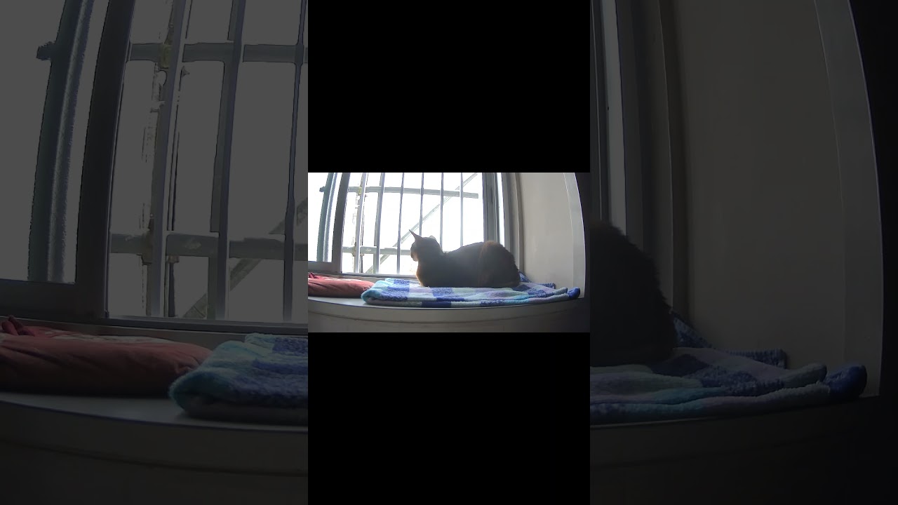 ネコ動画あび＃1332　#shorts　あびの毎日　アビシニアン　あび