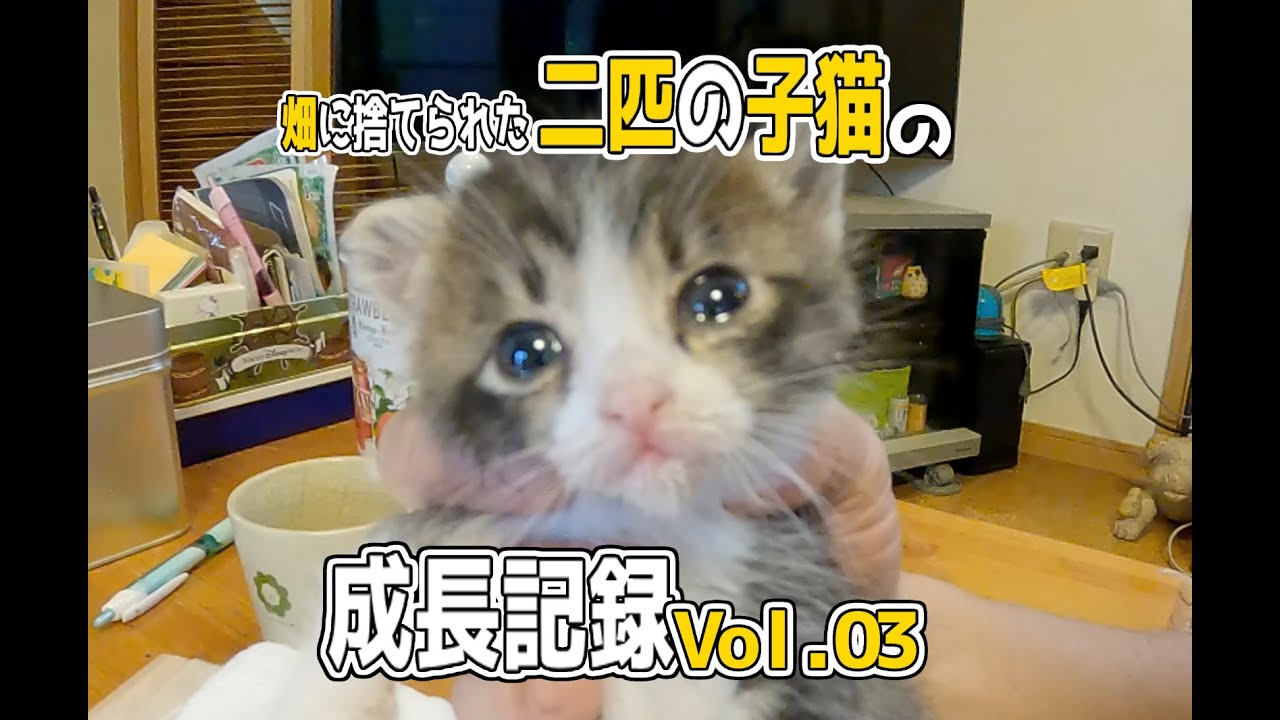 【畑に捨てられた子猫】ノンちゃんボーちゃん成長記録Vol 03＃子猫＃保護猫＃cat