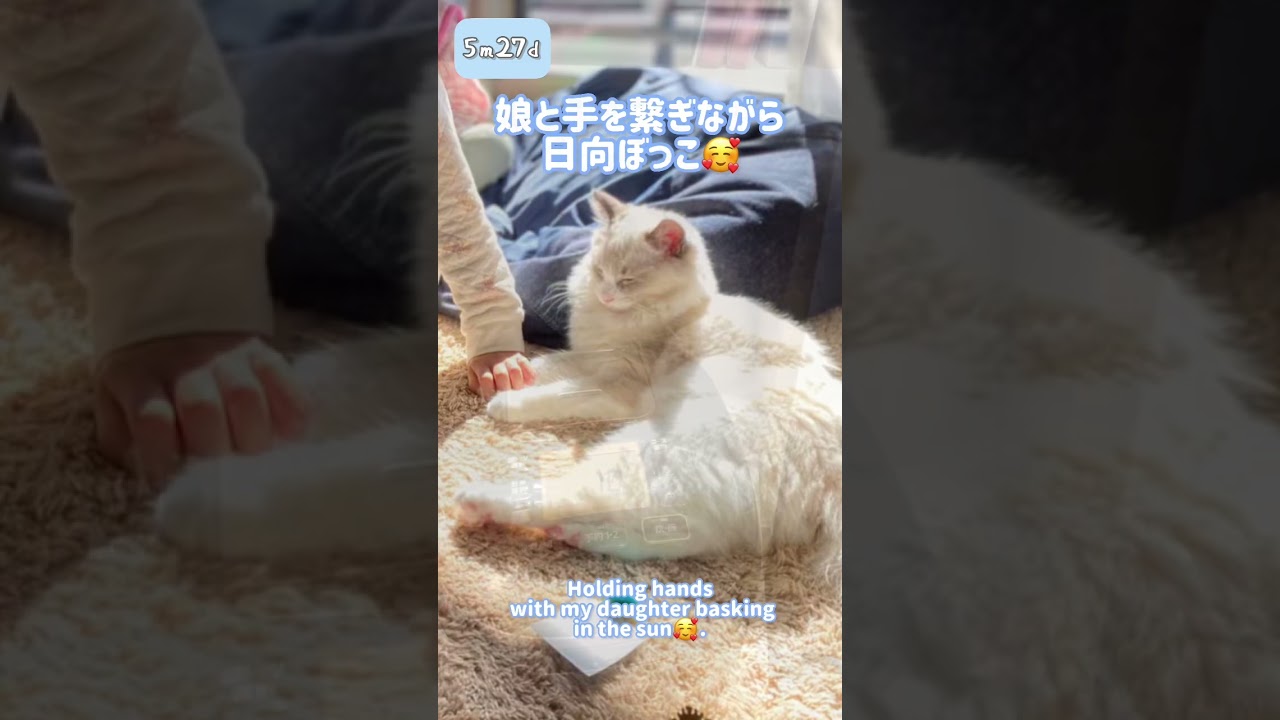 5ヶ月27日ラグドール♡ふわふわな日常 #ラグドール #ragdoll  #布偶猫 #眼振  #猫 #cat #बिल्ली #kошка #kucing #gato #kedi #shorts