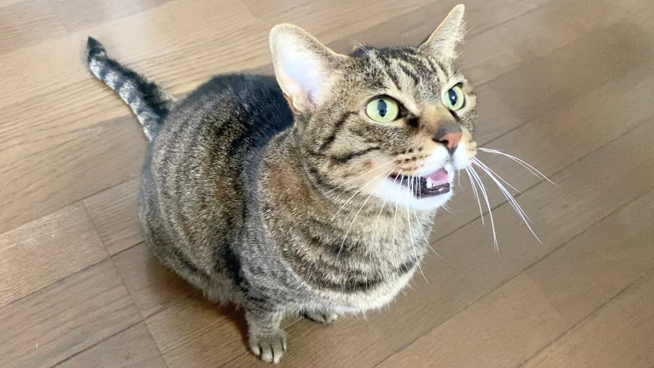 飼い主に凶暴だった猫がついに甘えてきました...