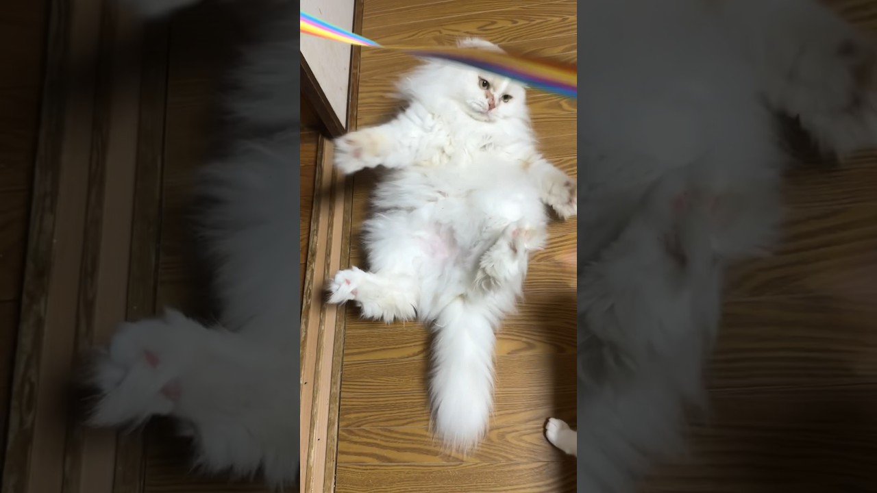紐が好きな猫【playing cat】#shorts #cat #スコティッシュフォールド
