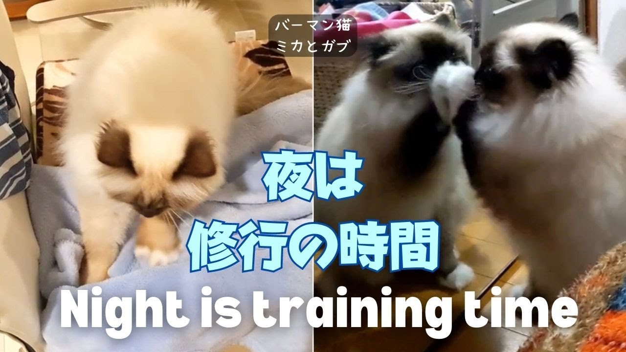 バーマン猫ミカとガブ【夜は修行の時間】Night is training time（バーマン猫）Birman/Cat
